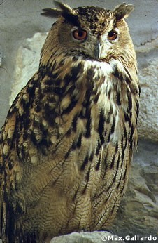 Le hibou et la chouette